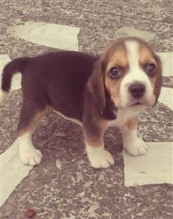 14 week clearance old beagle